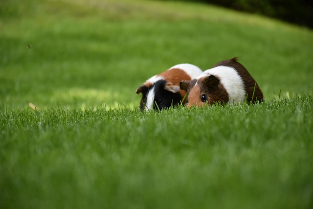 Guinea pig eating greens