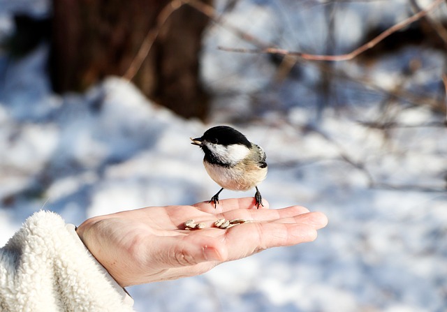 Bird perched on a hand