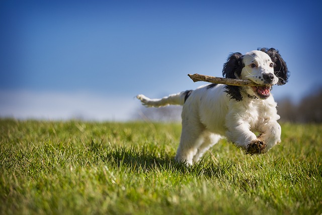 Dog playing fetch in a park